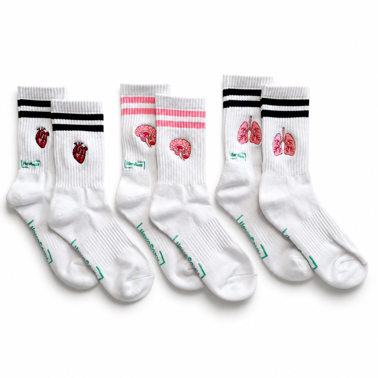 Anatomie - Bundle zum Vorteilspreis