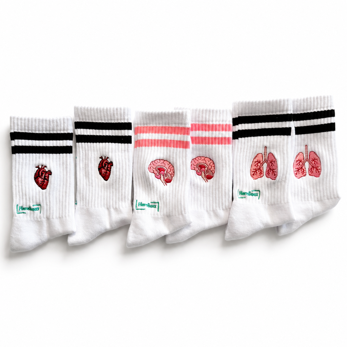 Anatomie - Bundle zum Vorteilspreis